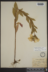 Oenothera fruticosa subsp. glauca image