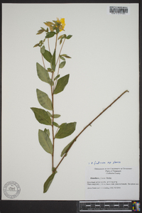 Oenothera fruticosa subsp. glauca image
