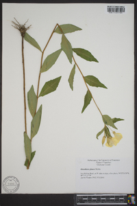 Oenothera fruticosa subsp. glauca image