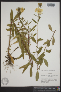 Oenothera fruticosa subsp. glauca image