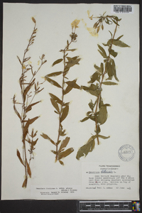 Oenothera fruticosa subsp. glauca image