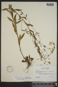 Oenothera fruticosa subsp. glauca image