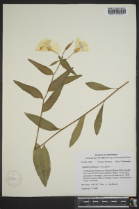 Oenothera fruticosa subsp. glauca image