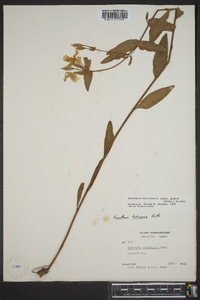 Oenothera fruticosa subsp. glauca image