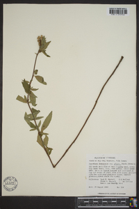 Oenothera fruticosa subsp. glauca image