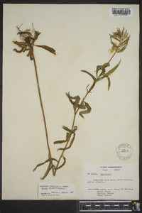 Oenothera fruticosa subsp. glauca image