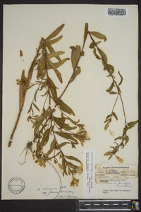 Oenothera fruticosa subsp. glauca image