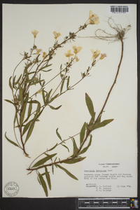 Oenothera fruticosa subsp. glauca image