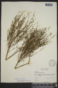 Oenothera linifolia image