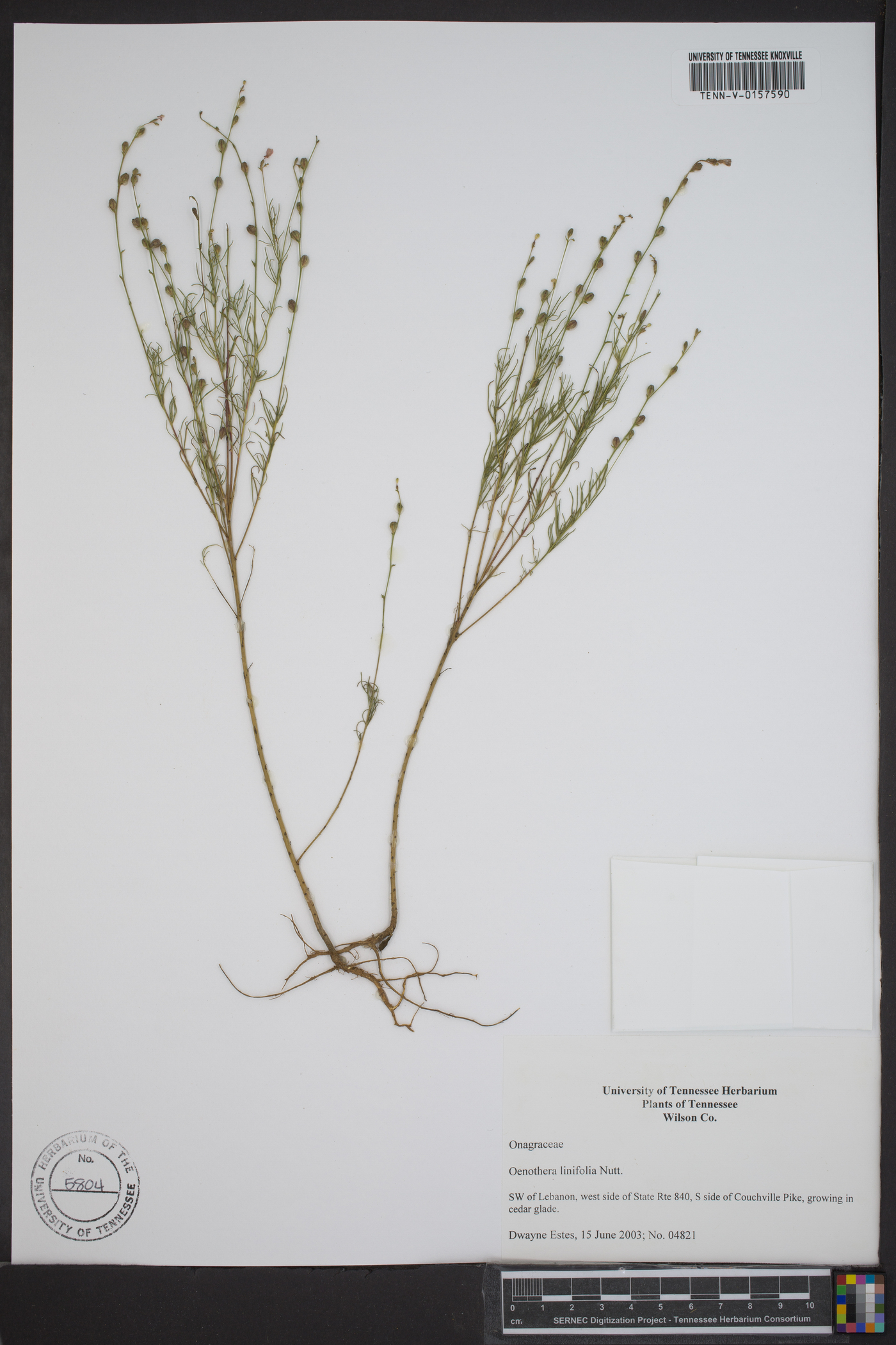 Oenothera linifolia image