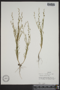 Oenothera linifolia image