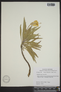 Oenothera macrocarpa image