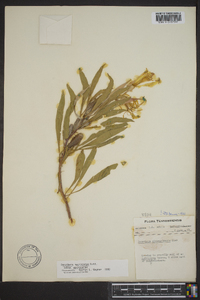 Oenothera macrocarpa image