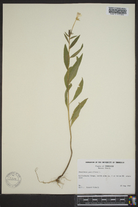 Oenothera parviflora image