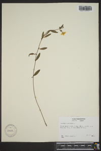 Oenothera perennis image