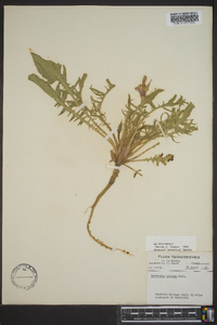 Oenothera triloba image