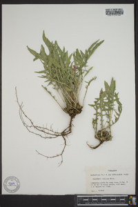 Oenothera triloba image