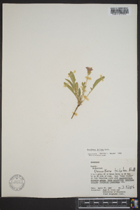 Oenothera triloba image