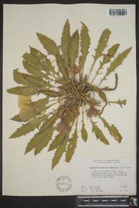 Oenothera cespitosa subsp. marginata image