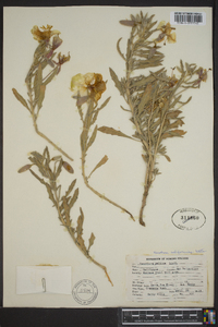 Oenothera californica image