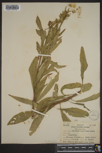 Oenothera canovirens image