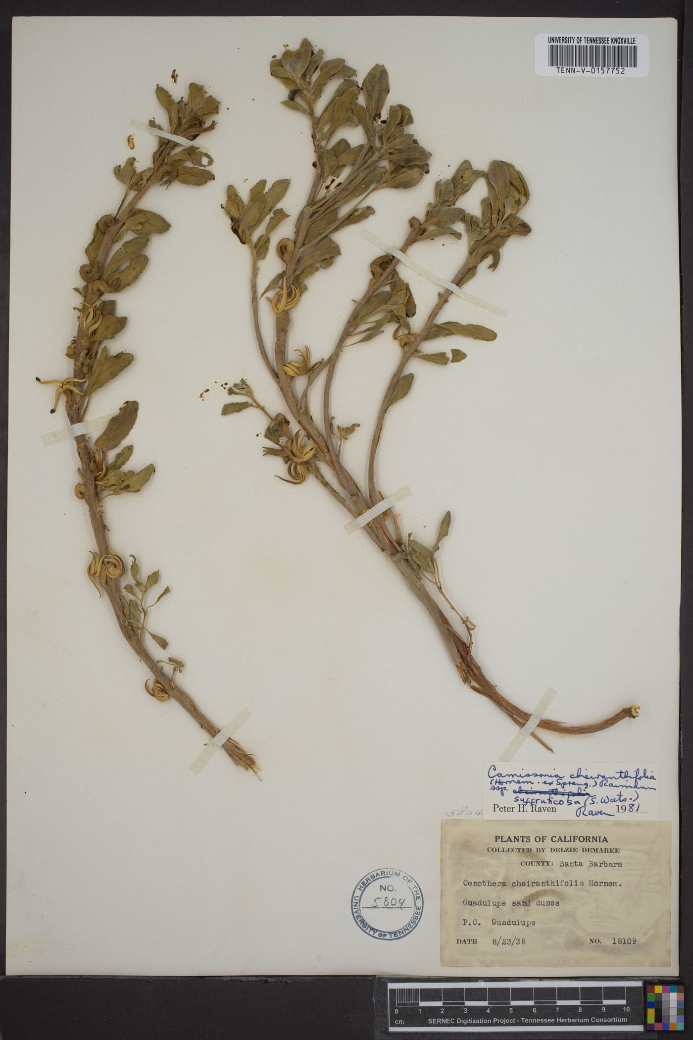 Oenothera cheiranthifolia subsp. suffruticosa image