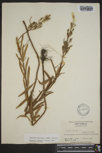 Oenothera fruticosa subsp. fruticosa image