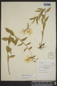 Oenothera fruticosa subsp. glauca image