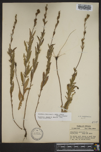 Oenothera fruticosa subsp. glauca image