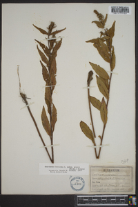 Oenothera fruticosa subsp. glauca image