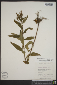 Oenothera fruticosa subsp. glauca image