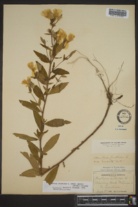 Oenothera fruticosa subsp. glauca image