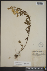 Oenothera fruticosa subsp. glauca image