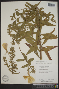 Oenothera grandiflora image