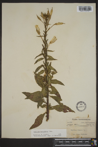 Oenothera grandiflora image