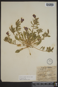 Oenothera grandis image