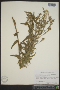 Oenothera heterophylla image