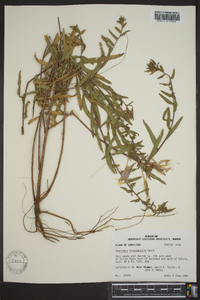 Oenothera heterophylla image