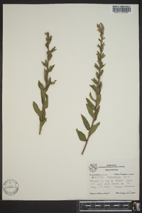 Oenothera heterophylla image