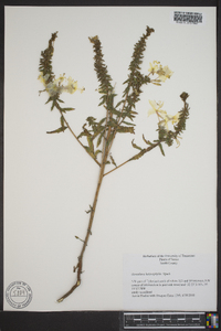 Oenothera heterophylla image