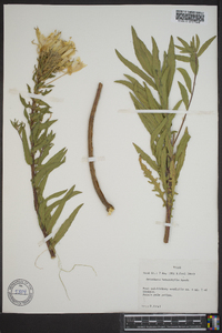 Oenothera heterophylla image