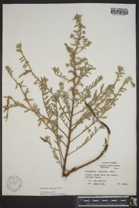 Oenothera humifusa image