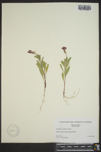 Oenothera humifusa image