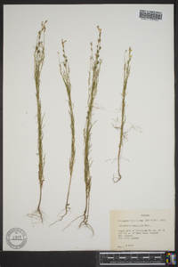 Oenothera linifolia image