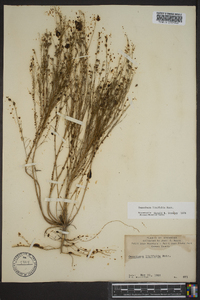 Oenothera linifolia image