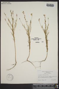 Oenothera linifolia image