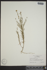 Oenothera linifolia image