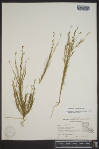 Oenothera linifolia image