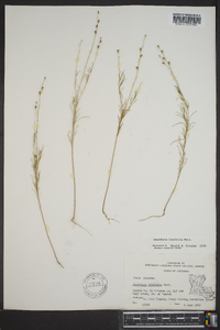 Oenothera linifolia image