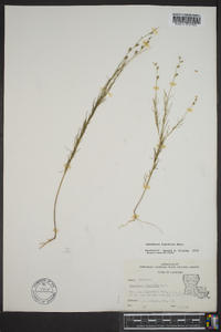 Oenothera linifolia image